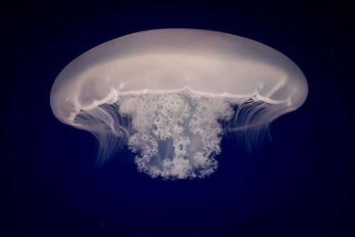 Moon Jellyfish