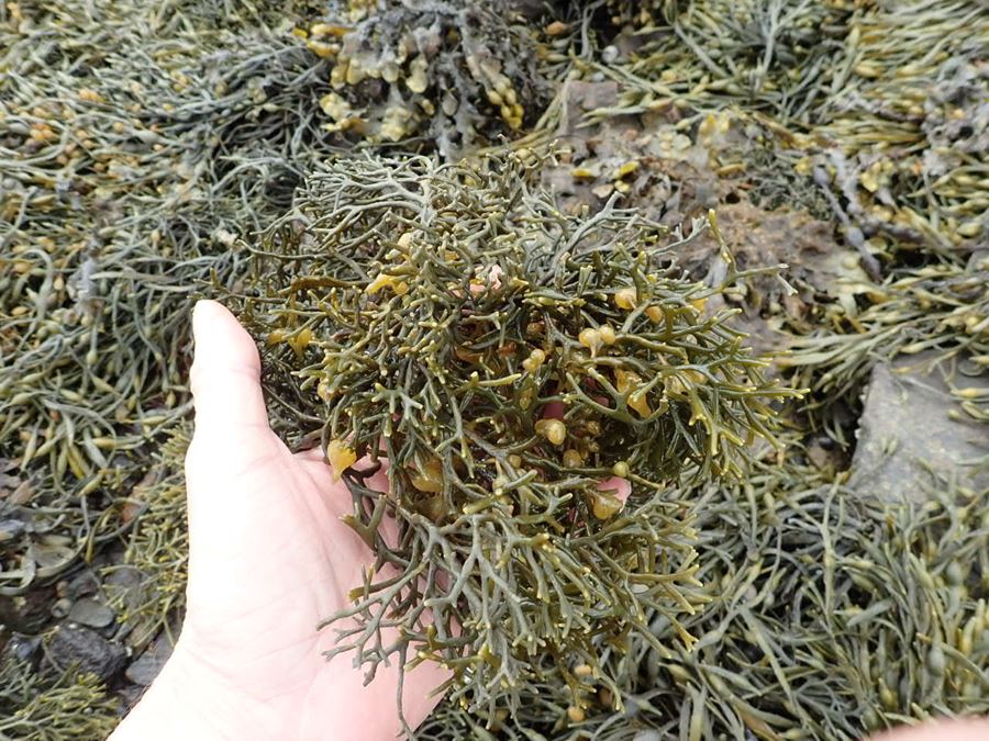 Crofters Wig Seaweed