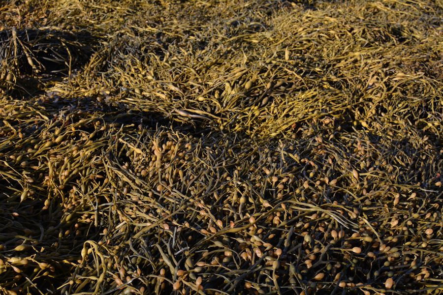 Egg Wrack Seaweed