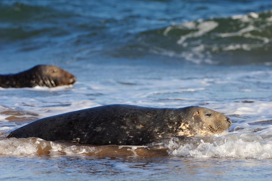 grey seals