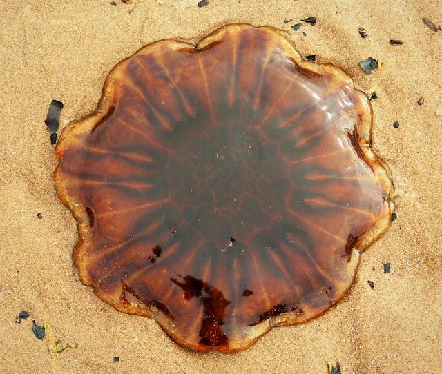 lion's main jellyfish